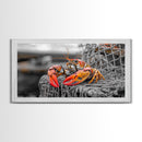 Bold Lobster, Nautical Art, Coastal Living, Red Claw, Framed Canvas Print, Beach House Wall Art, Kitchen Decor, Color Splash Style