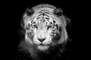 Tiger Stare Down Large Mural (Black and White)