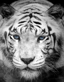 Tiger Stare Down Large Mural (Black and White)