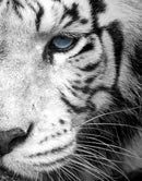 Tiger Stare Down Large Mural (Black and White)