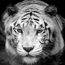 Tiger Stare Down Large Mural (Black and White)