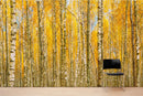 Autumn Scenic Birch Tree Forest Wall Mural | Peel and Stick Wallpaper.