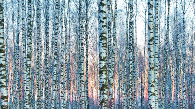 White Birch Tree Forest Wall Mural Wallpaper. Sunset Scenery.