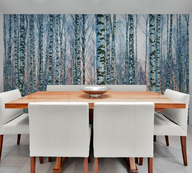 White Birch Tree Forest Wall Mural Wallpaper. Sunset Scenery.