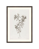 Floral Drawing