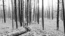 Black and White Forest Landscape Wall Mural. Peel and Stick Wallpaper.
