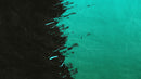 Paint Splash Wall Mural. Emerald Green Brush Stroke Peel and Stick Wallpaper.