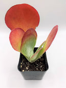 #64  Kalanchoe Thyrsiflora Flapjack