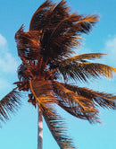 Palm Tree on Beach Coastline Wall Mural. Tropical Theme Peel and Stick Wallpaper Decor.