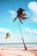 Palm Tree on Beach Coastline Wall Mural. Tropical Theme Peel and Stick Wallpaper Decor.