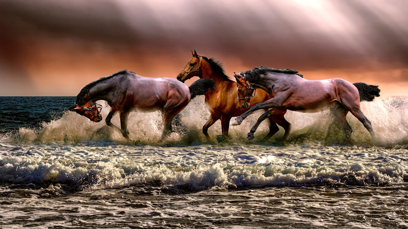 Wild Horses Galloping on Beach Wall Mural. Peel and Stick Wallpaper.