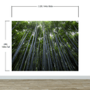 Tall Bamboo Tree Forest Wall Mural. Peaceful, Serenity, Zen Background Wallpaper.