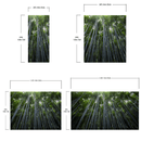 Tall Bamboo Tree Forest Wall Mural. Peaceful, Serenity, Zen Background Wallpaper.