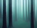 Foggy Forest Wall Mural. Emerald Green Mist Wallpaper.