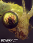 MikroCamII 3.1MP USB 3.0