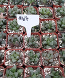 #67 Haworthia Mutica