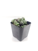 #67 Haworthia Mutica