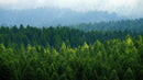 Green Forest Wallpaper Mural. Scenic Landscape Wall Mural.