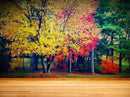 Colorful Autumn Trees Wallpaper Mural.