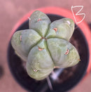 #EC14 Exact Trichocereus Bridgesii "Jiimz Twin Spine" Potted Cactus A-E