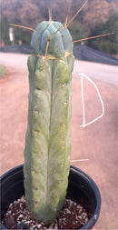 #EC14 Exact Trichocereus Bridgesii "Jiimz Twin Spine" Potted Cactus A-E