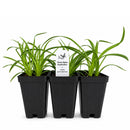 Bird Sanctuary Live Plant Landscape Kit | Prairie Legacy Inc.
