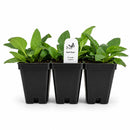 Chic & Shady Live Plant Landscape Kit | Prairie Legacy Inc.