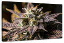 Marijuana In Winter Wall Art