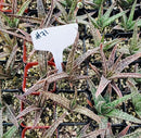 #71 Gasteria