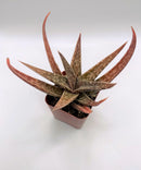 #71 Gasteria
