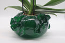 Alicia Green Orchid