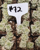 #72 Perforata Variegata