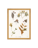 E.D Botanical Study