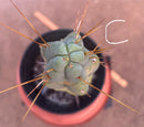 #EC14 Exact Trichocereus Bridgesii "Jiimz Twin Spine" Potted Cactus A-E