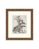 Pine Etchings 2
