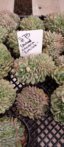 #75 Crested Echeverria Ramilette
