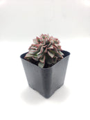 #75 Crested Echeverria Ramilette
