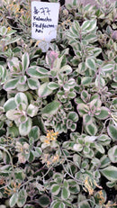 #77 kalanchoe Fedtschenkoi