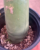 #EC21 EXACT Trichocereus Bridgesii Monstrose TBM Long Form penis Cactus 7.5”