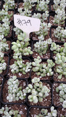 #79 Cotyledon Pendens