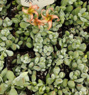 #79 Cotyledon Pendens