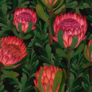 Large Protea Wallpaper