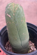 #EC21 EXACT Trichocereus Bridgesii Monstrose TBM Long Form penis Cactus 7.5”