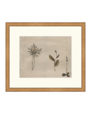 Botanical Thoughts IV