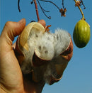 Kapok Fiber Fill Stuffing - Organic