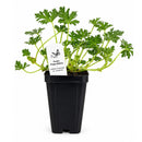 Bird Sanctuary Live Plant Landscape Kit | Prairie Legacy Inc.