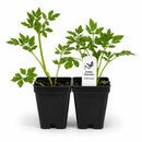Chic & Shady Live Plant Landscape Kit | Prairie Legacy Inc.