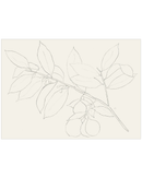 Lemon Branch Drawing