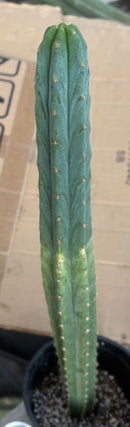 #EC213 EXACT Trichocereus Pachanoi Lima Flower Market X Ribshifter Cactus 23”