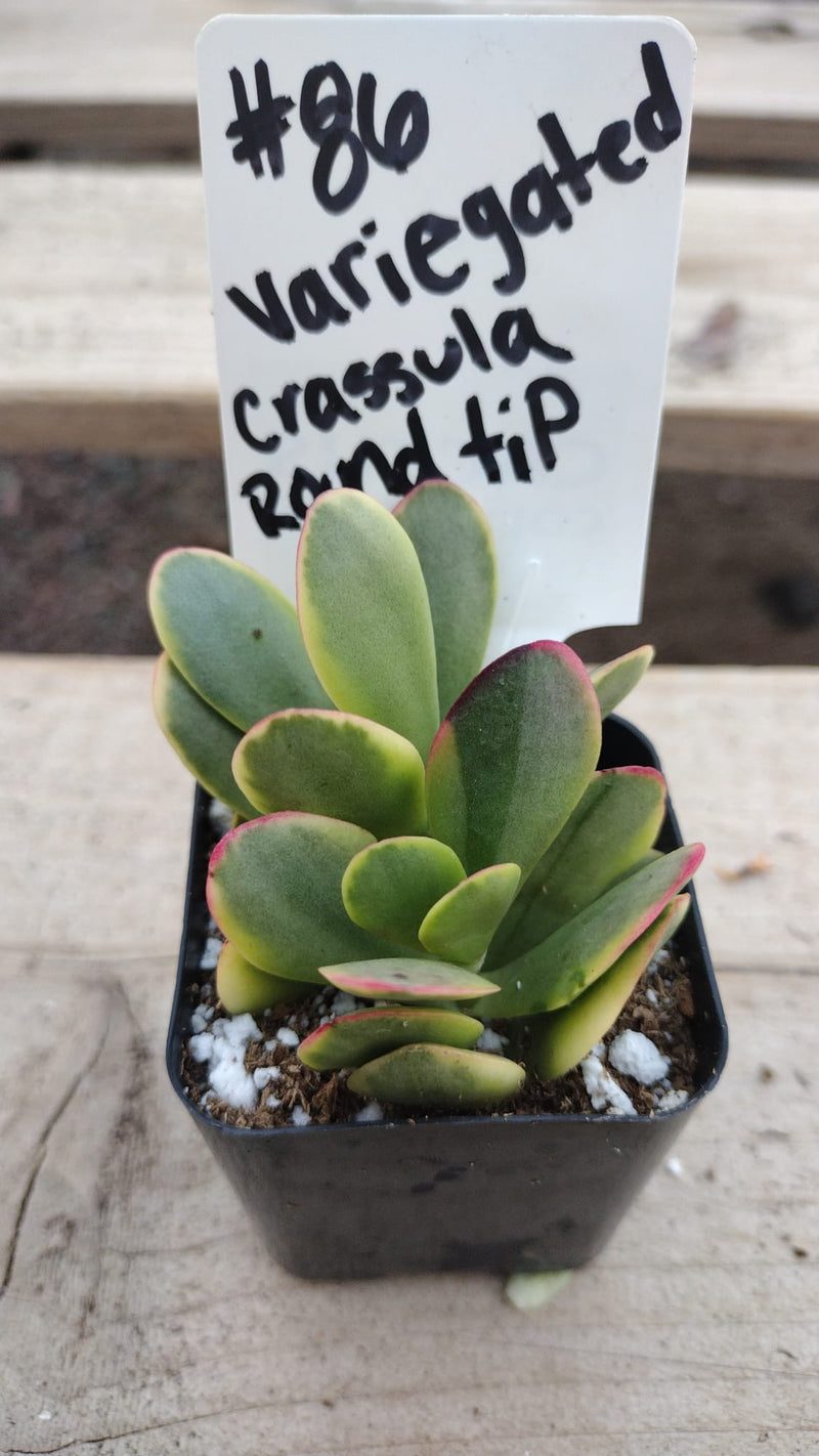 86 Crassula Platyphylla Variegated